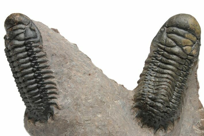 Pair of Crotalocephalina Trilobite Fossils - Atchana, Morocco #225374